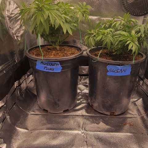 Shango church growlog photo: After transplant and in New training 