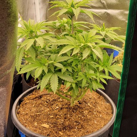 Shango church growlog photo: After transplant and in New training 