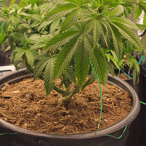 Shango church growlog photo: After transplant and in New training 