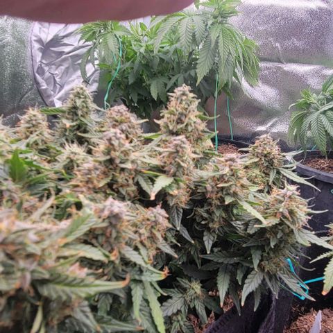 Chocolate mints og auto growlog timeline photo