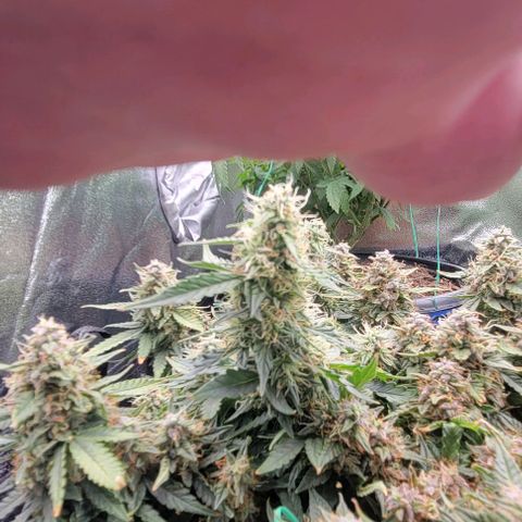 Chocolate mints og auto growlog timeline photo