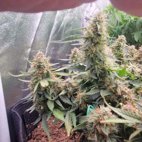 Chocolate mints og auto growlog timeline photo