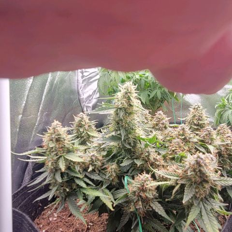 Chocolate mints og auto growlog timeline photo