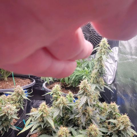 Chocolate mints og auto growlog timeline photo