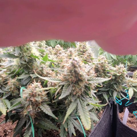 Chocolate mints og auto growlog timeline photo