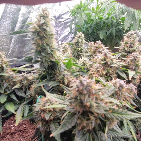 Chocolate mints og auto growlog timeline photo
