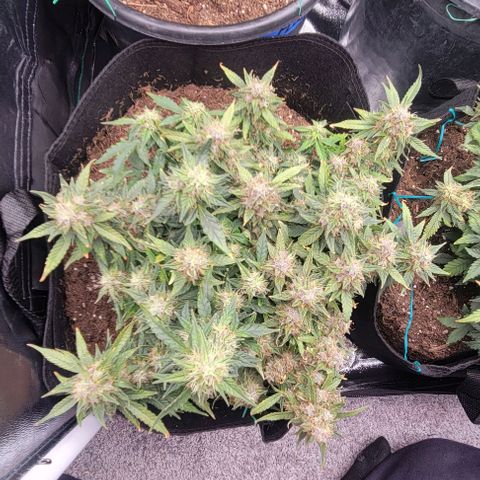 Chocolate mints og auto growlog timeline photo