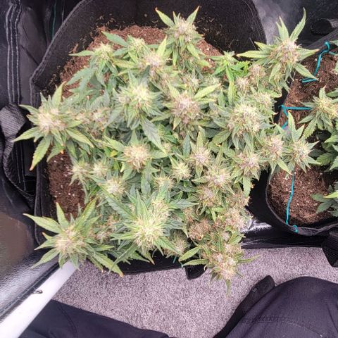 Chocolate mints og auto growlog timeline photo