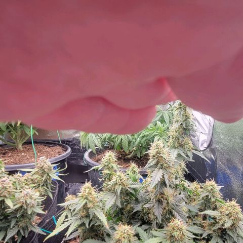 Chocolate mints og auto growlog timeline photo