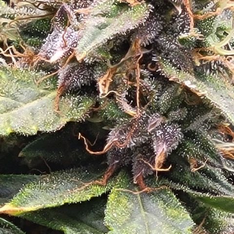 Chocolate mints og auto growlog timeline photo