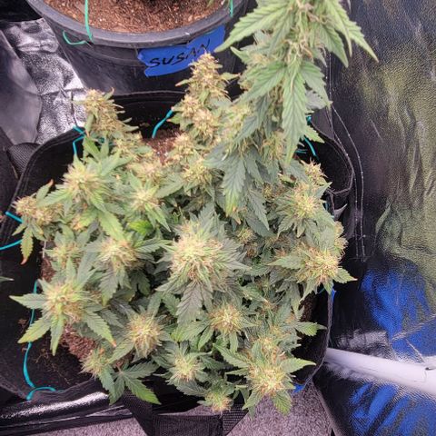 Chocolate mints og auto growlog timeline photo