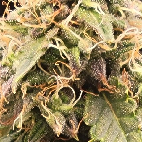 Chocolate mints og auto growlog timeline photo