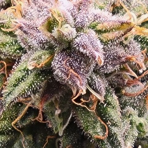Chocolate mints og auto growlog timeline photo