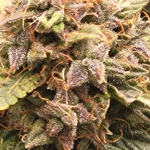 Chocolate mints og auto growlog timeline photo