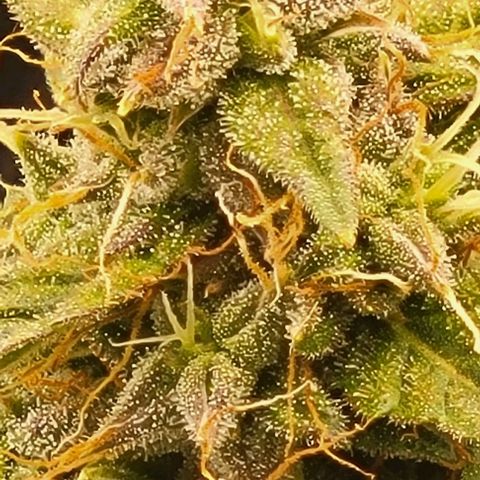 Chocolate mints og auto growlog timeline photo