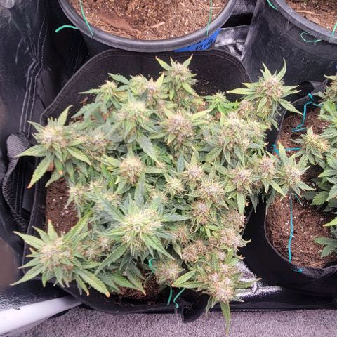 Chocolate mints og auto growlog timeline photo