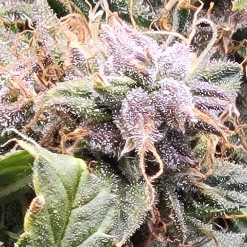 Chocolate mints og auto growlog timeline photo