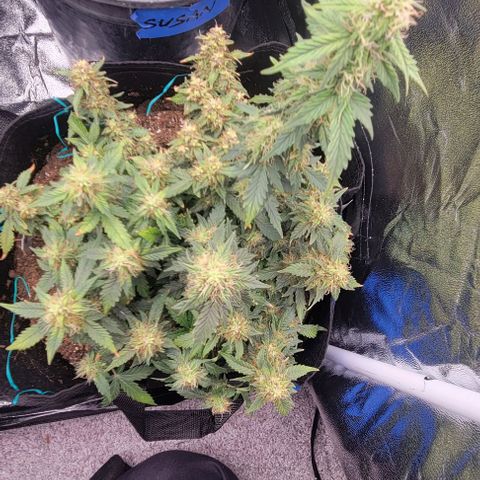 Chocolate mints og auto growlog timeline photo