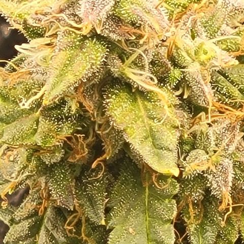 Chocolate mints og auto growlog timeline photo