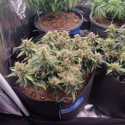 Chocolate mints og auto growlog timeline photo