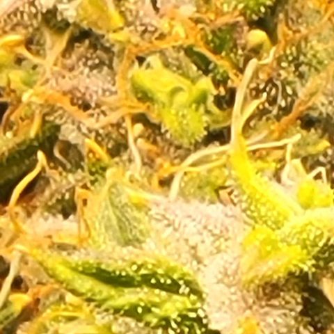 Chocolate mints og auto growlog timeline photo
