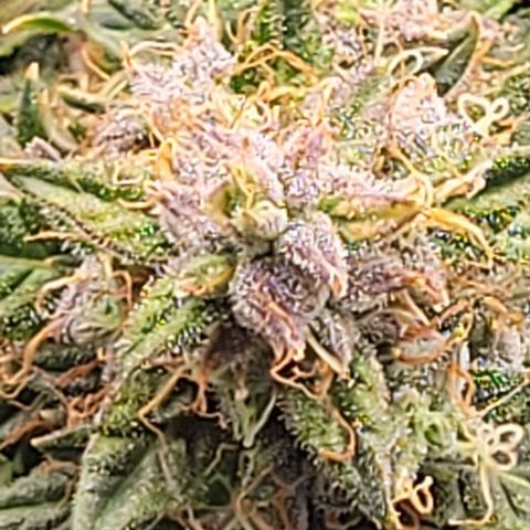 Chocolate mints og auto growlog timeline photo