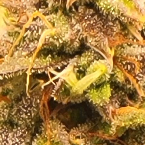 Chocolate mints og auto growlog timeline photo