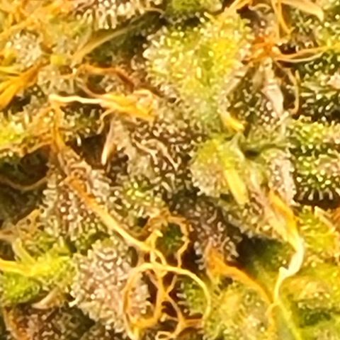 Chocolate mints og auto growlog timeline photo