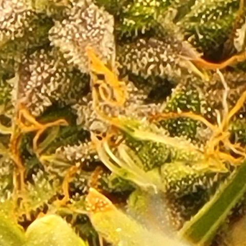 Chocolate mints og auto growlog timeline photo