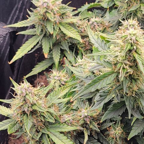 Chocolate mints og auto growlog timeline photo