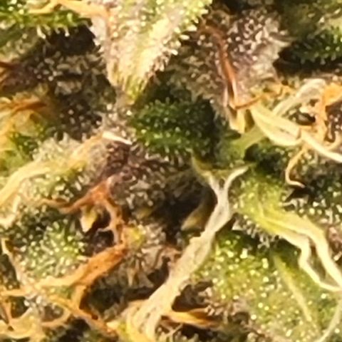 Chocolate mints og auto growlog timeline photo