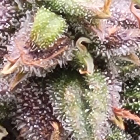 Chocolate mints og auto growlog timeline photo