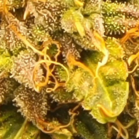 Chocolate mints og auto growlog timeline photo
