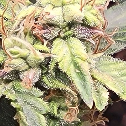 Chocolate mints og auto growlog timeline photo