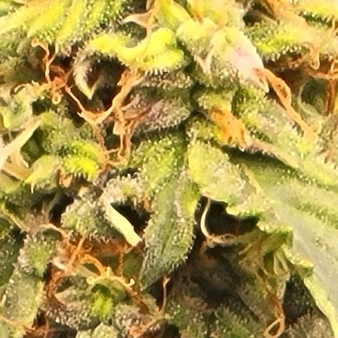 Chocolate mints og auto growlog timeline photo