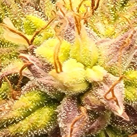 Chocolate mints og auto growlog timeline photo