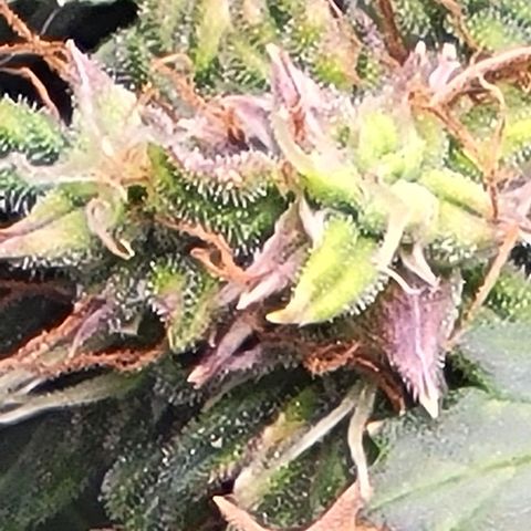 Chocolate mints og auto growlog timeline photo