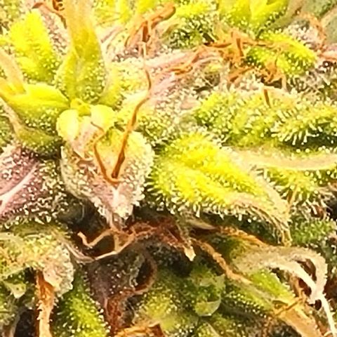 Chocolate mints og auto growlog timeline photo