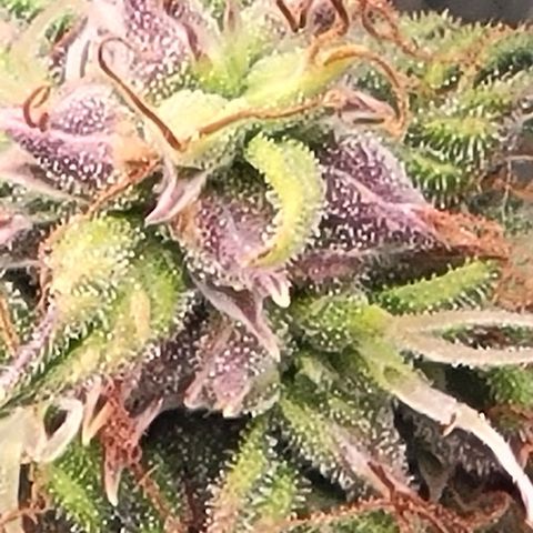 Chocolate mints og auto growlog timeline photo