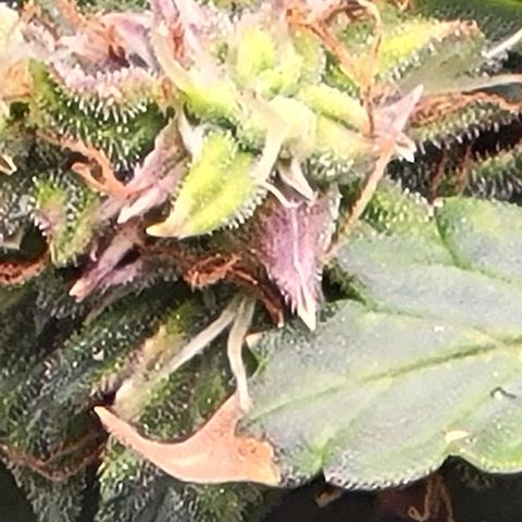 Chocolate mints og auto growlog timeline photo
