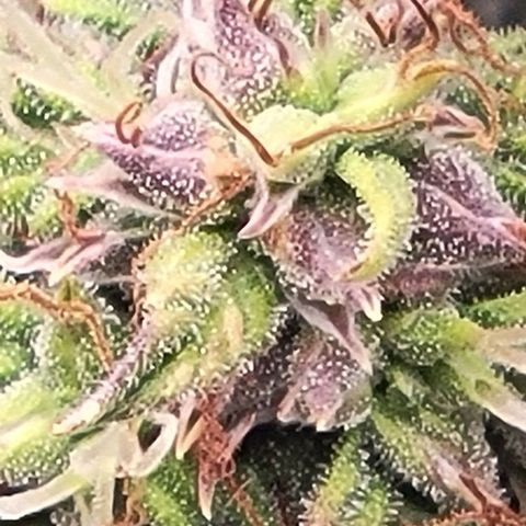 Chocolate mints og auto growlog timeline photo