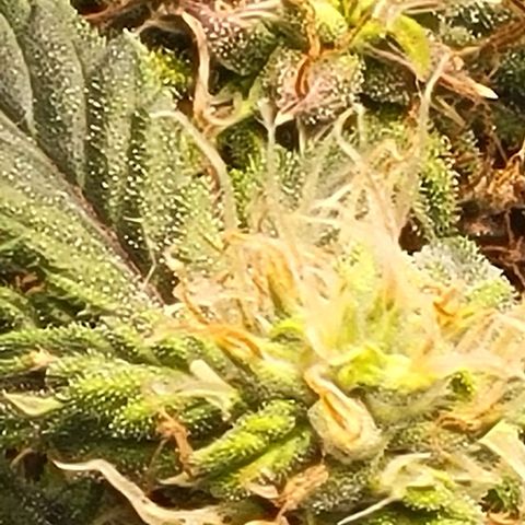 Chocolate mints og auto growlog timeline photo