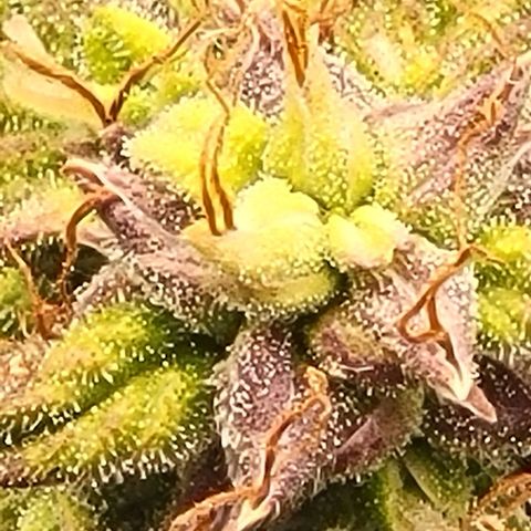 Chocolate mints og auto growlog timeline photo