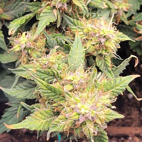 Chocolate mints og auto growlog timeline photo