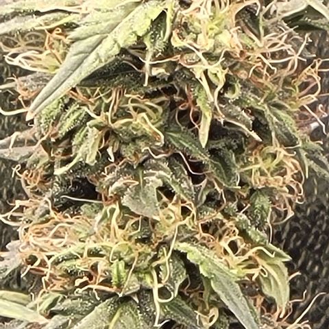 Chocolate mints og auto growlog timeline photo