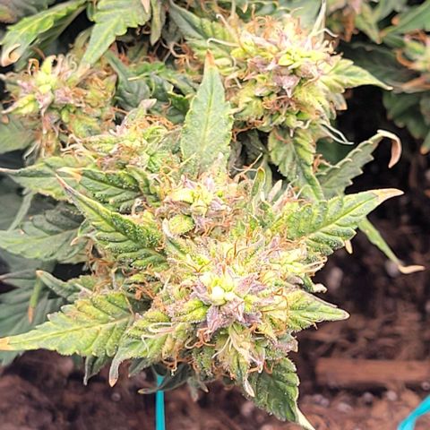 Chocolate mints og auto growlog timeline photo