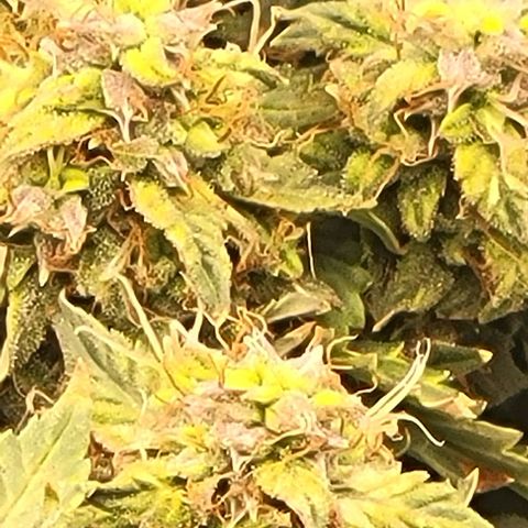 Chocolate mints og auto growlog timeline photo