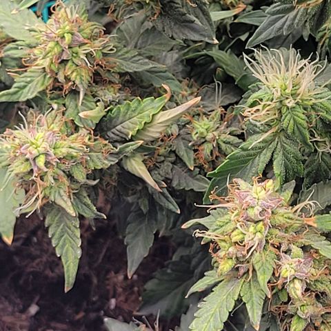 Chocolate mints og auto growlog timeline photo