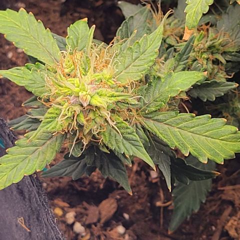 Chocolate mints og auto growlog timeline photo