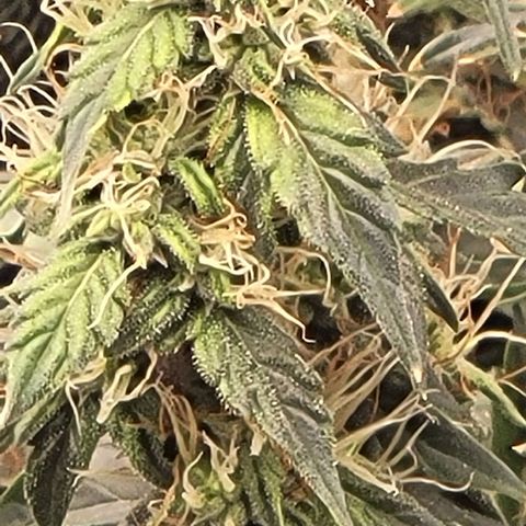 Chocolate mints og auto growlog timeline photo